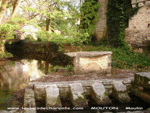 Cliquez pour agrandir Mouton